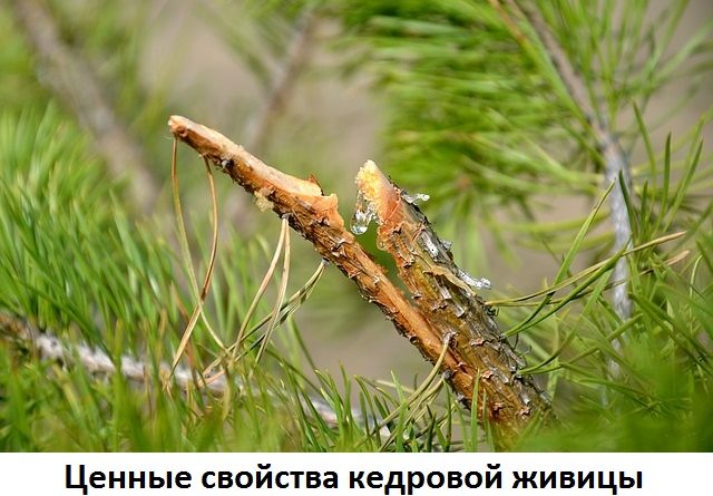 Природный антисептик или живица