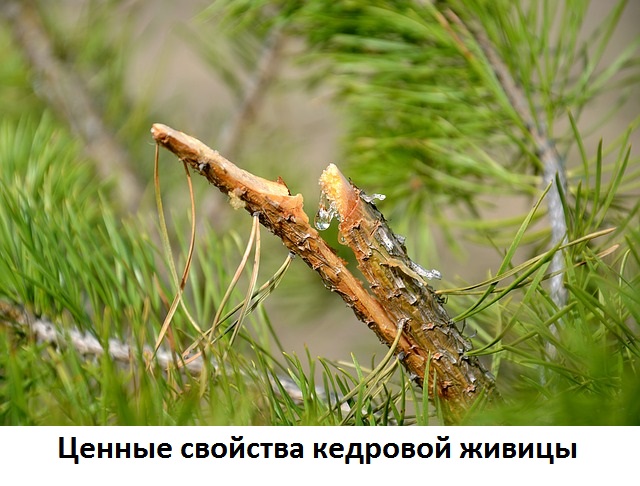 Блог Природный антисептик или живица