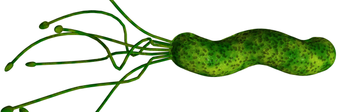 helicobacter-pylori-h.-pylori- Гастрит
