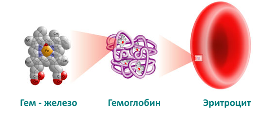 Как повысить гемоглобин. Топ 5 продуктов